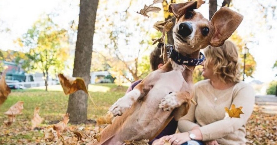 12 Dogs That Ruined The Picture… And They Don’t Even Care.
