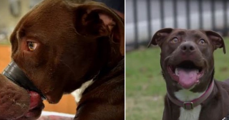 Dog Who Had Her Mouth Taped Shut Was Treated To The Best Day Ever
