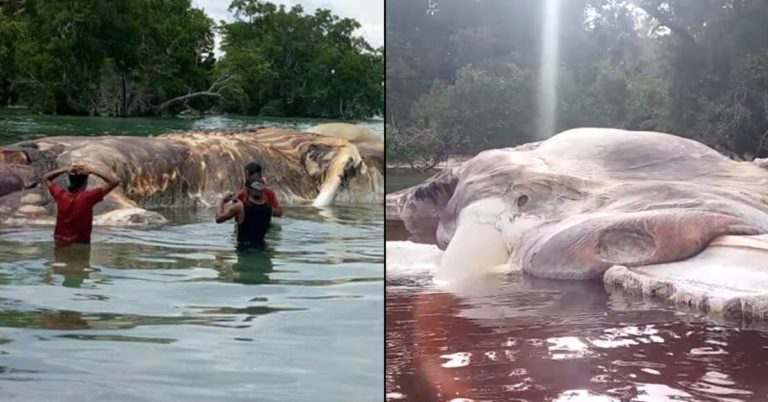 Mystery As Weird 50ft-Long Sea Creature Washes Up On Beach